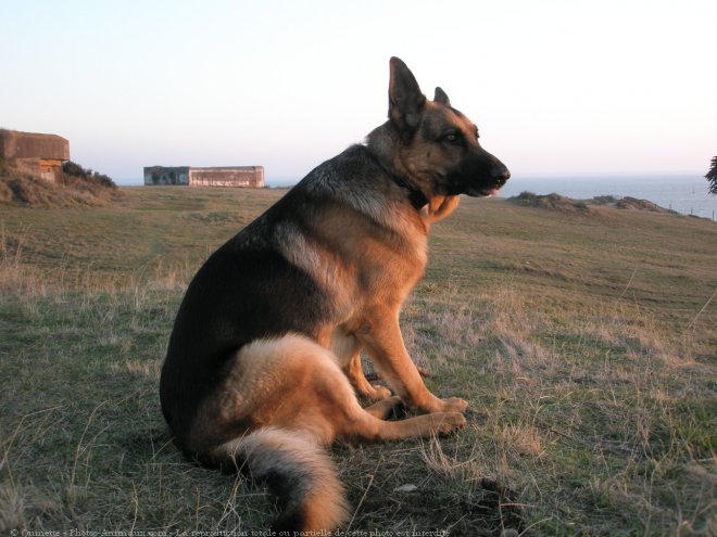 Photo de Berger allemand  poil court