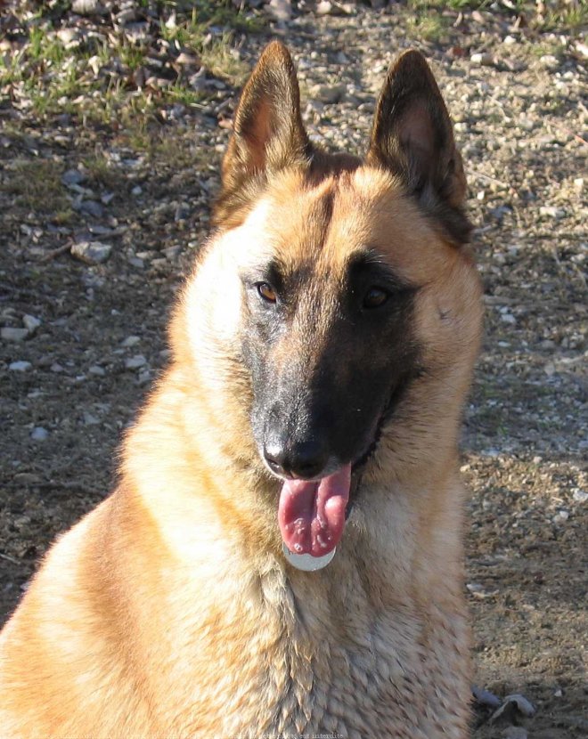 Photo de Berger belge malinois