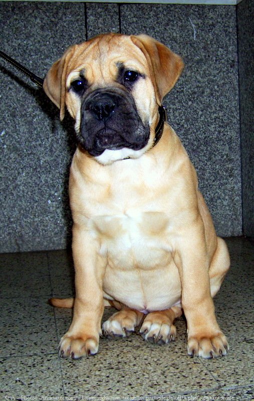 Photo de Bullmastiff