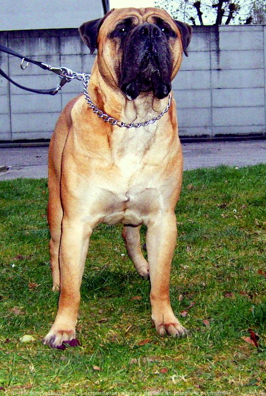 Photo de Bullmastiff