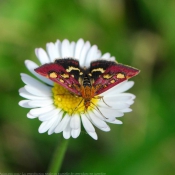 Photo de Papillon