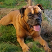 Photo de Boxer