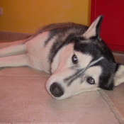 Photo de Husky siberien