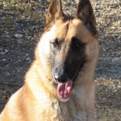 Photo de Berger belge malinois