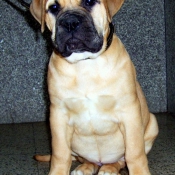 Photo de Bullmastiff