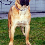 Photo de Bullmastiff