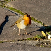 Photo de Rouge gorge