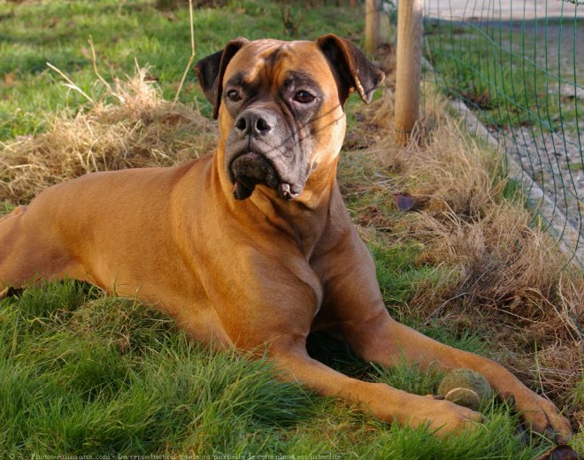 Photo de Boxer