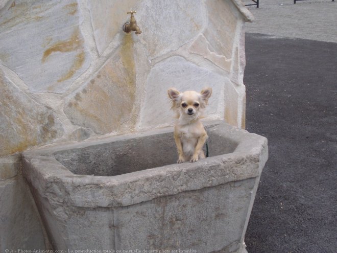 Photo de Chihuahua  poil long