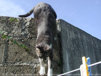 Photo de Chat domestique