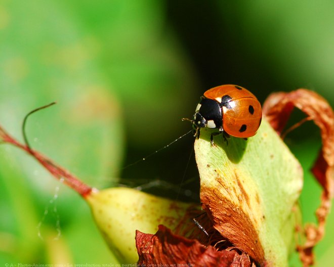 Photo de Coccinelle