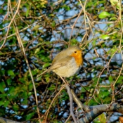 Photo de Rouge gorge