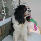 Photo de Cavalier king charles spaniel