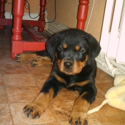 Photo de Rottweiler