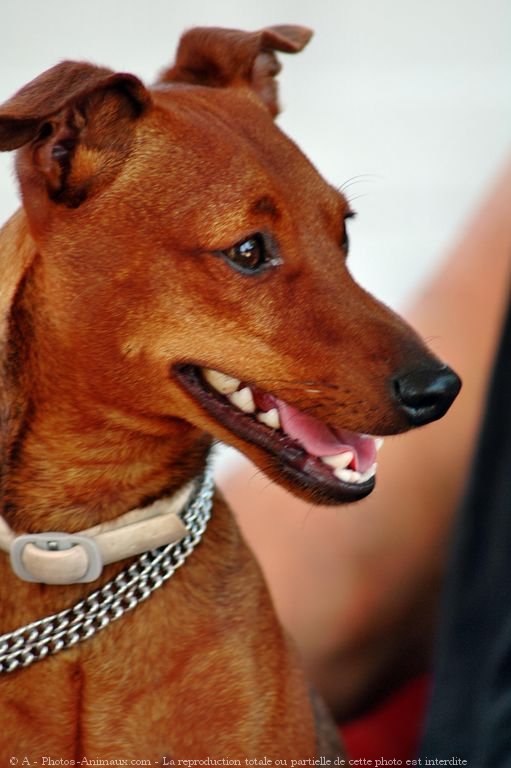 Photo de Pinscher nain