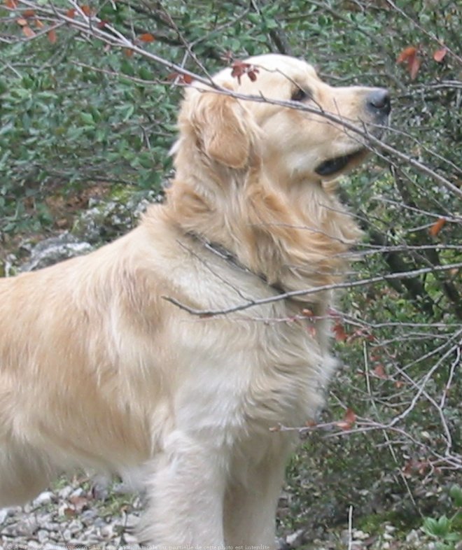 Photo de Golden retriever