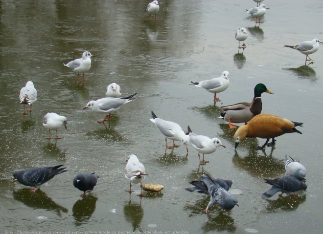 Photo de Races diffrentes