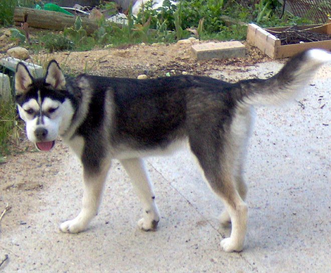 Photo de Husky siberien