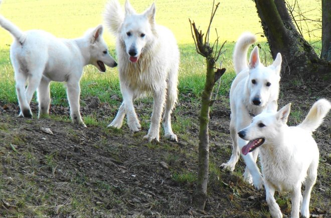 Photo de Berger blanc suisse