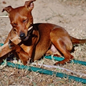 Photo de Pinscher nain