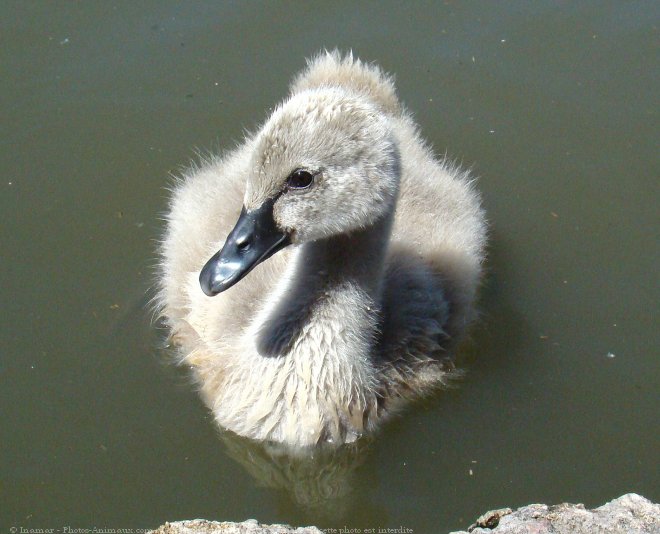 Photo de Cygne