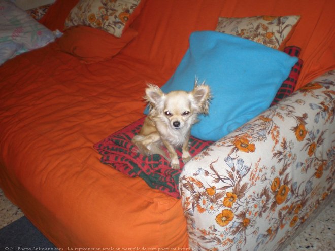 Photo de Chihuahua  poil long