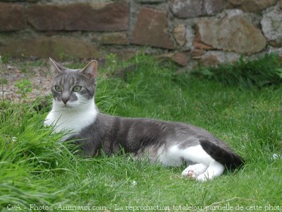 Photo de Chat domestique