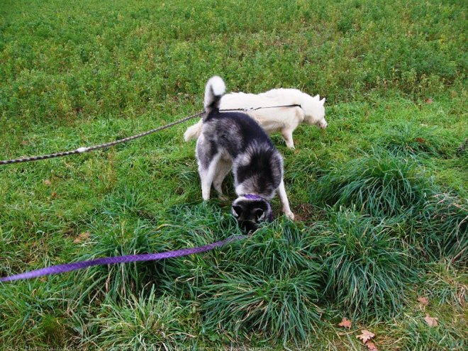 Photo de Husky siberien