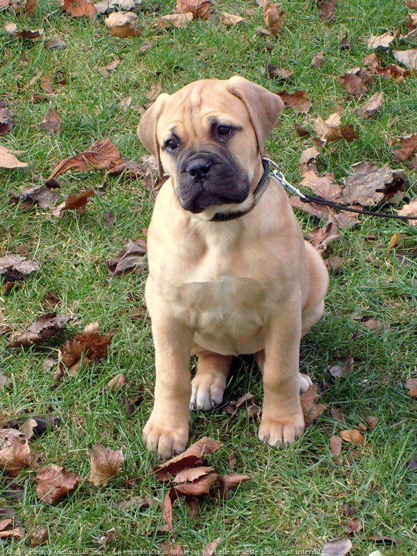 Photo de Bullmastiff