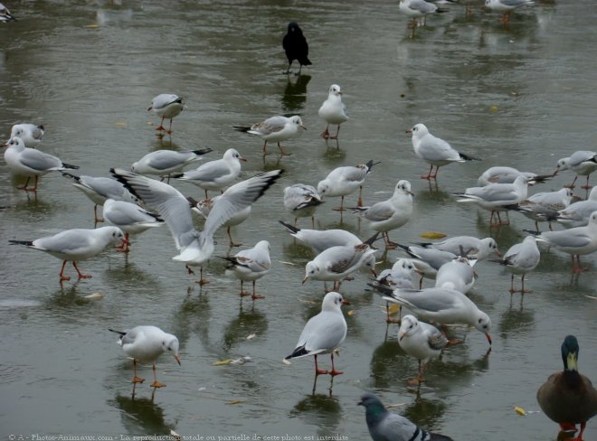 Photo de Mouette