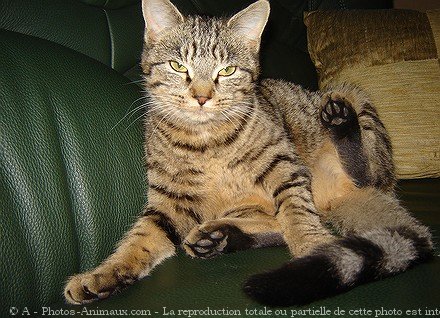 Photo de Chat domestique