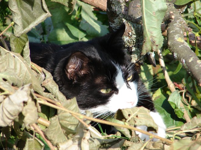 Photo de Chat domestique