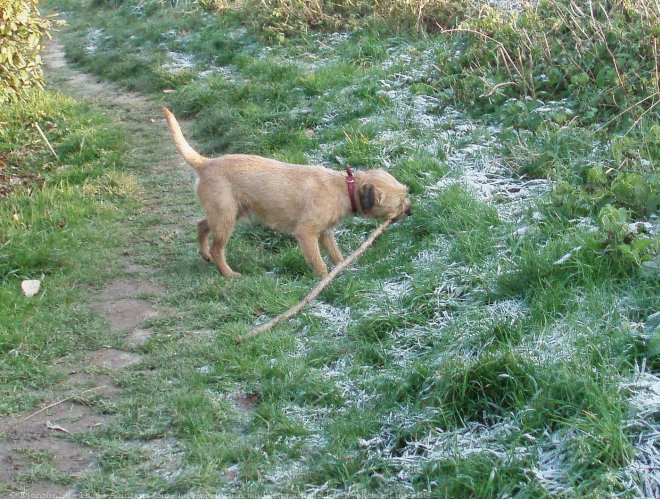 Photo de Border terrier