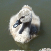 Photo de Cygne