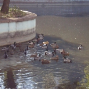 Photo de Canard colvert