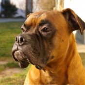 Photo de Boxer