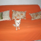 Photo de Chihuahua  poil long