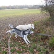 Photo de Husky siberien