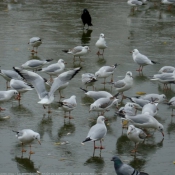 Photo de Mouette