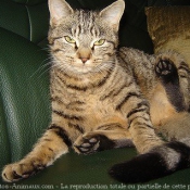 Photo de Chat domestique