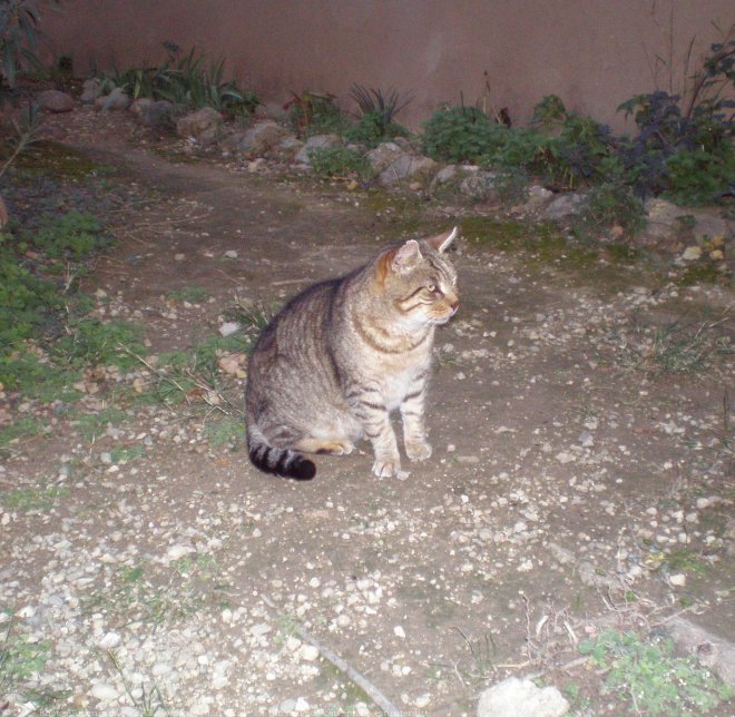 Photo de Chat domestique