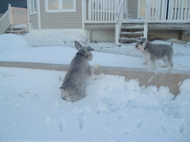 Photo de Schnauzer nain