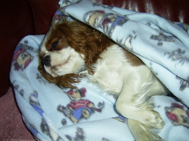 Photo de Cavalier king charles spaniel