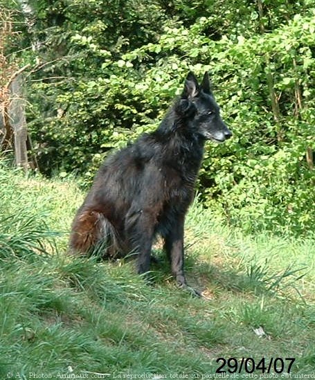 Photo de Berger belge groenendael