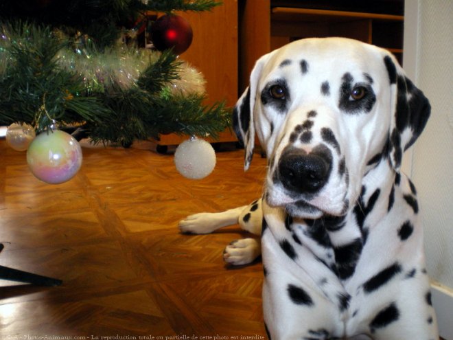 Photo de Dalmatien