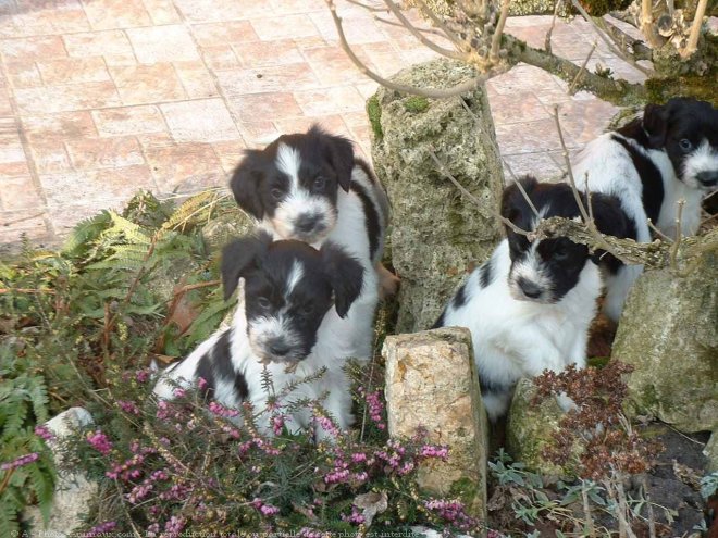 Photo de Schapendoes nrlandais