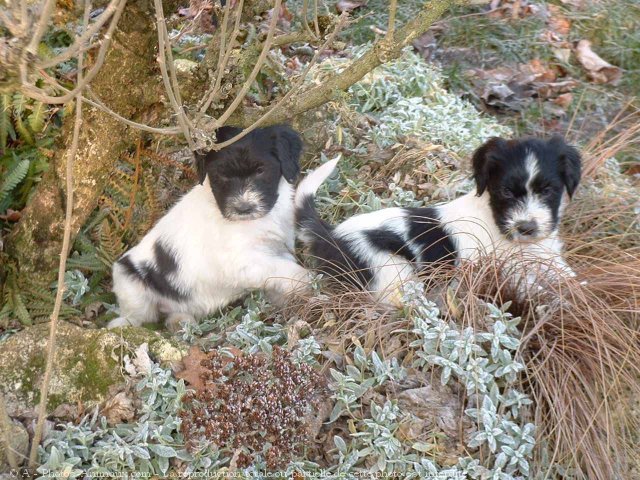 Photo de Schapendoes nrlandais