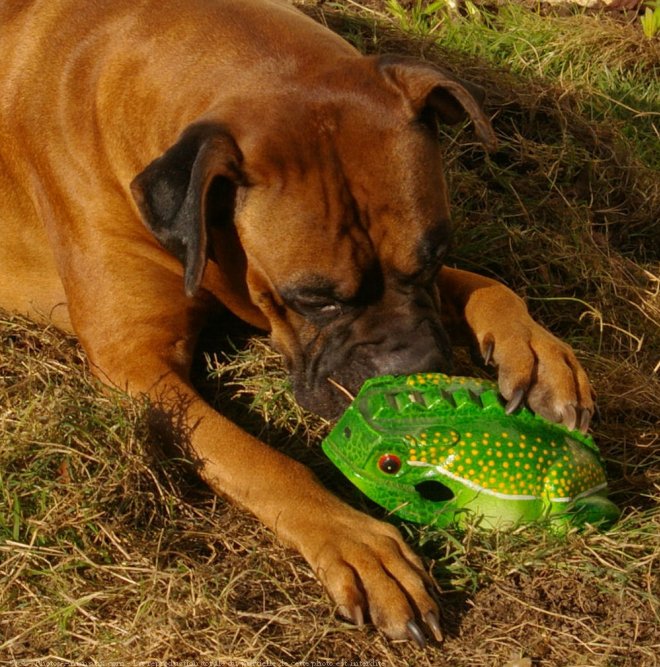 Photo de Boxer