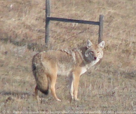 Photo de Coyote