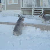 Photo de Schnauzer nain